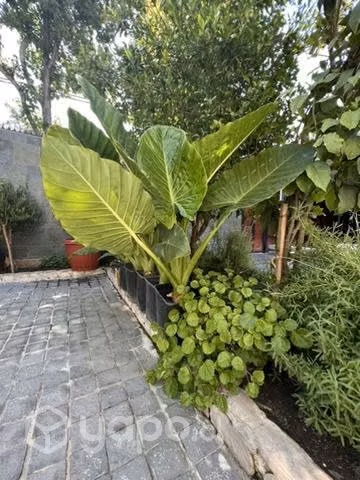 Mantos de eva gigantes