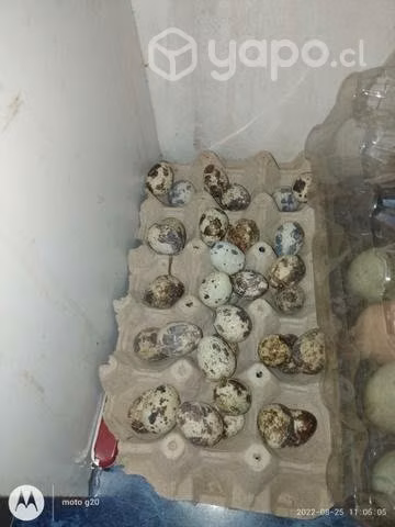 huevos