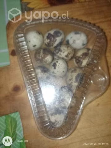 huevos - Imagen 2
