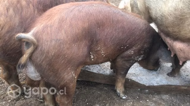 Lote de chanchos