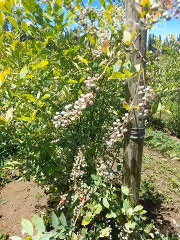 Ricos Berries