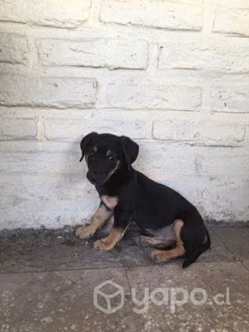 Se regala perrito