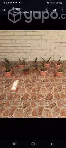Palmeras