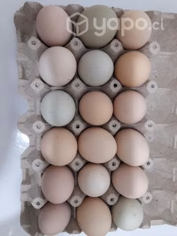 Huevos de campo