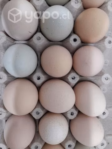 Huevos de campo