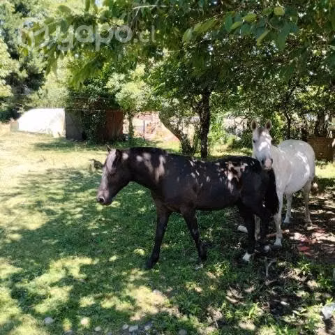 Yegua y Potrillo Negro