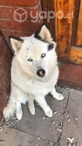 Doy en adopcion por urgencia de salud