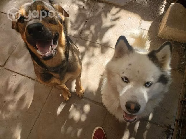 Doy en adopcion por urgencia de salud