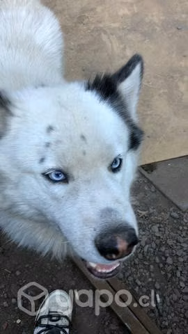 Doy en adopcion por urgencia de salud