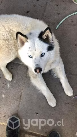 Doy en adopcion por urgencia de salud