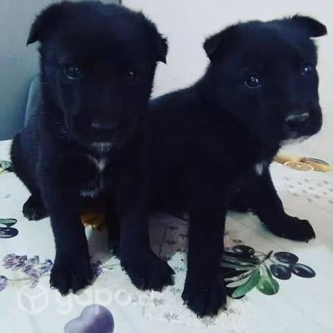 Se dan en adopcion pastor belga con samoyedo