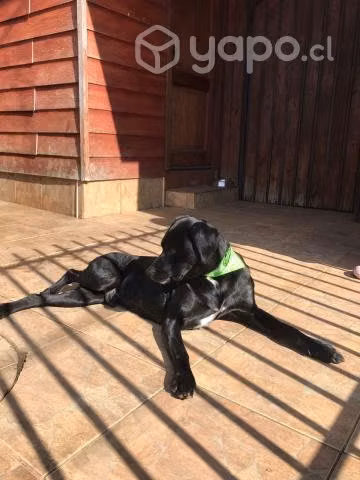 Floki en adopción
