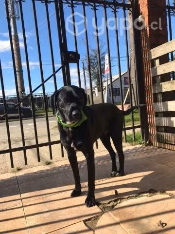 Floki en adopción