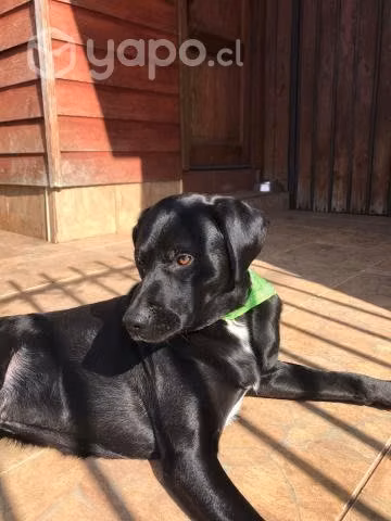 Floki en adopción