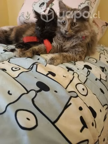Gatitas de 8 meses en adopción