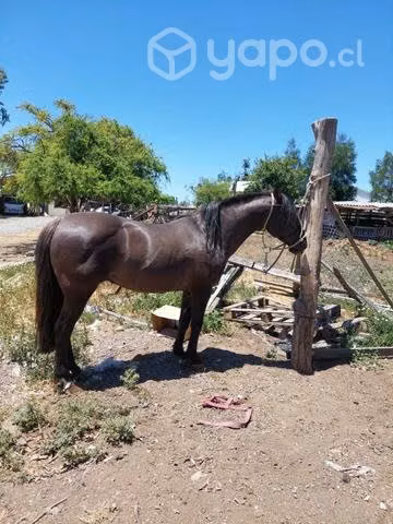 Montas de potro hijo de santa isabel escrupuloso