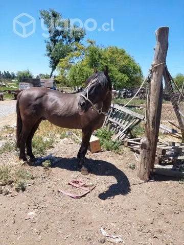 Montas de potro hijo de santa isabel escrupuloso