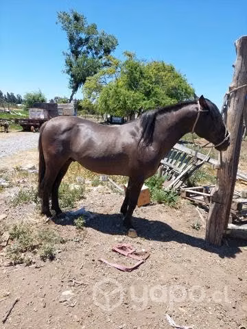 Montas de potro hijo de santa isabel escrupuloso
