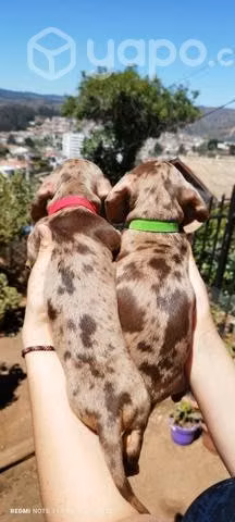 Cachorros salchicha exóticos
