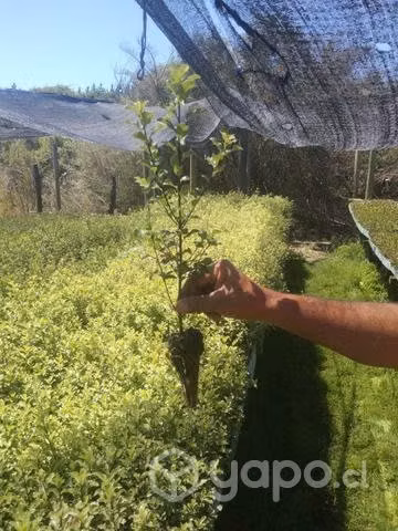 Ofresco piterporo(Pittosporum Nigricans)