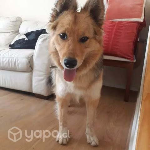 Adopta Border Collie