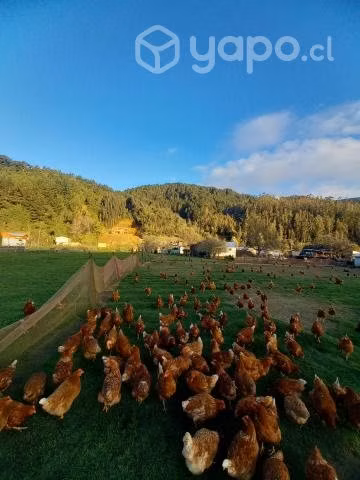 Aves ponedoras