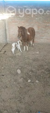 Pony - Imagen 2