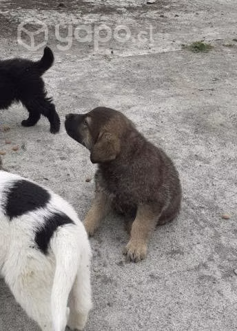 Se regalan perritos