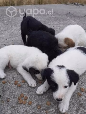 Se regalan perritos
