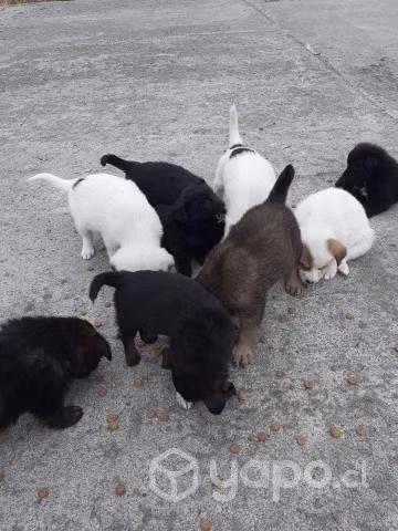 Se regalan perritos