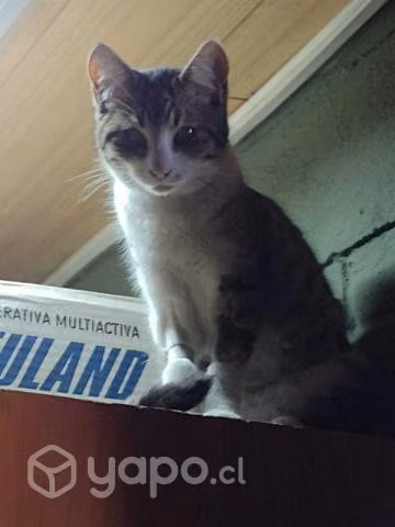 Regalo 3 gatitas esterilizadas y 1 gato