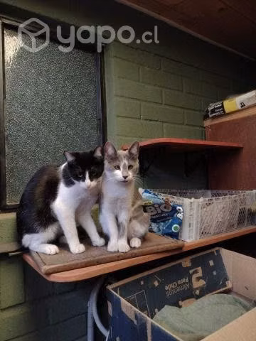 Regalo 3 gatitas esterilizadas y 1 gato