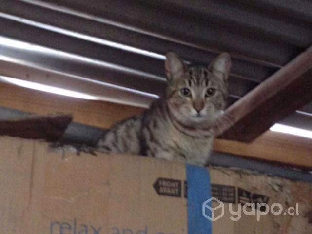 Regalo 3 gatitas esterilizadas y 1 gato