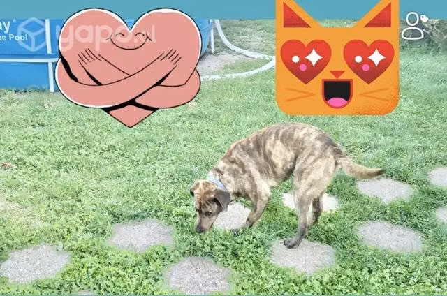 Doy en adopción cariñosa perrita