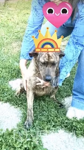 Doy en adopción cariñosa perrita