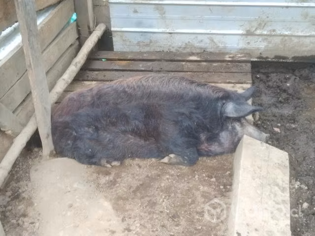 Chancha, mezcla jabalí