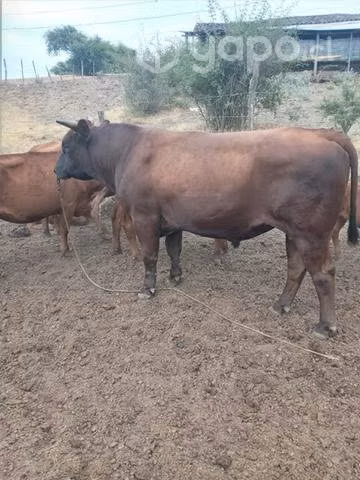 Toro hijo de padre angus