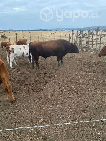 Toro hijo de padre angus