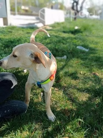 Se regalan perritos