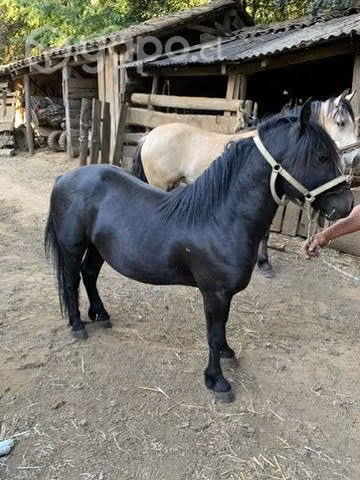 Pony chilote