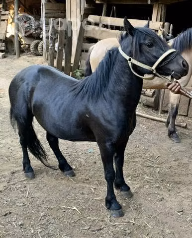Pony chilote - Imagen 3