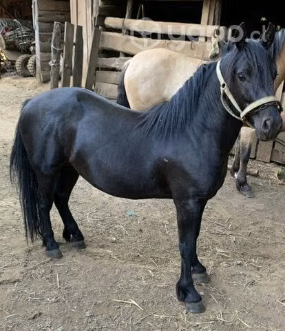 Pony chilote - Imagen 2