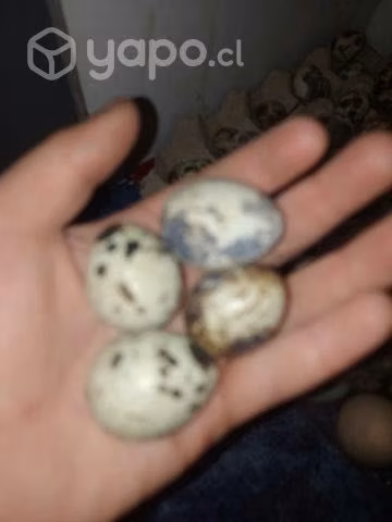 huevos de codornis
