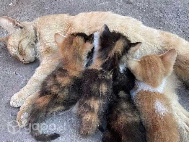 Regalo Gatitos