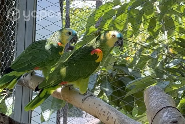 Pareja de Amazonas aestiva adultos