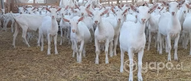 Cabras saanen