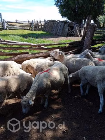 Ovejas para crianza