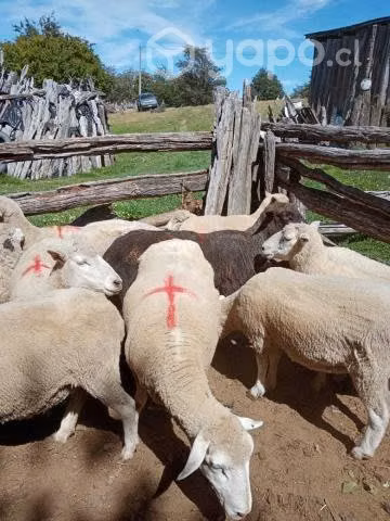 Ovejas para crianza - Imagen 3