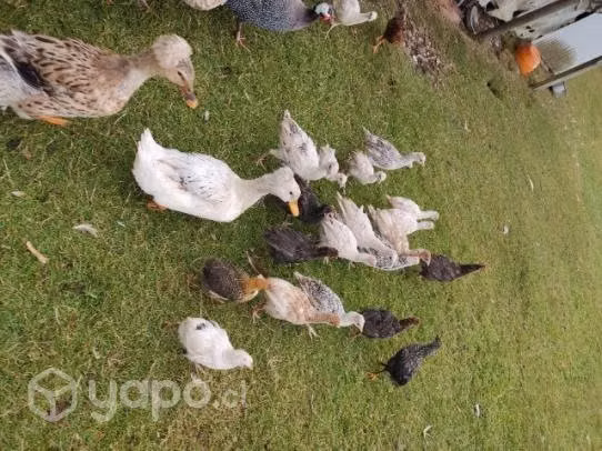 Pavos comunes