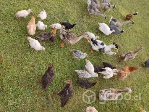 Pavos comunes